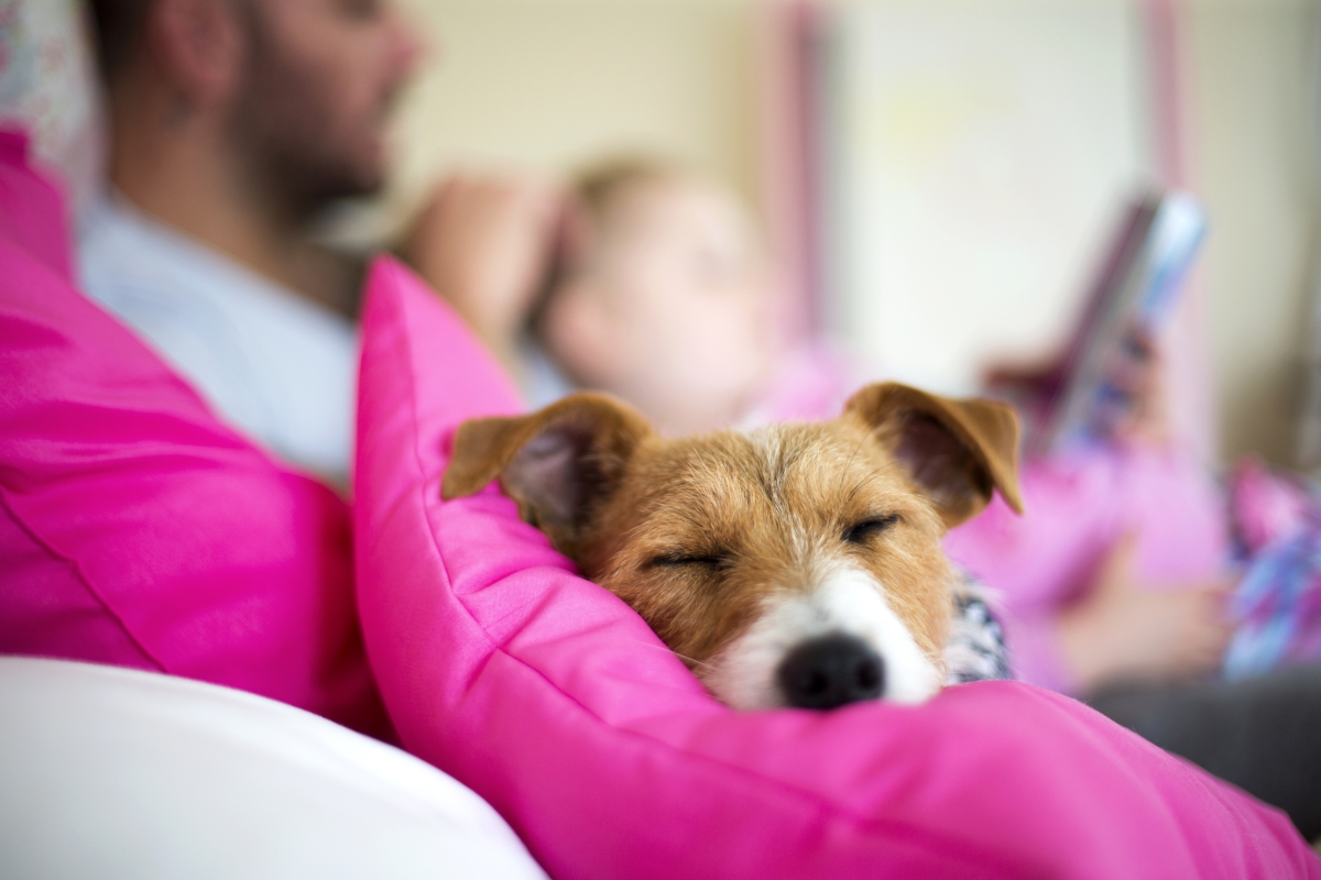 Comfortable dog lying on a bed sleeping. A father is reading a bedtime story to his daughter in the background. Focus is on the dogs face.